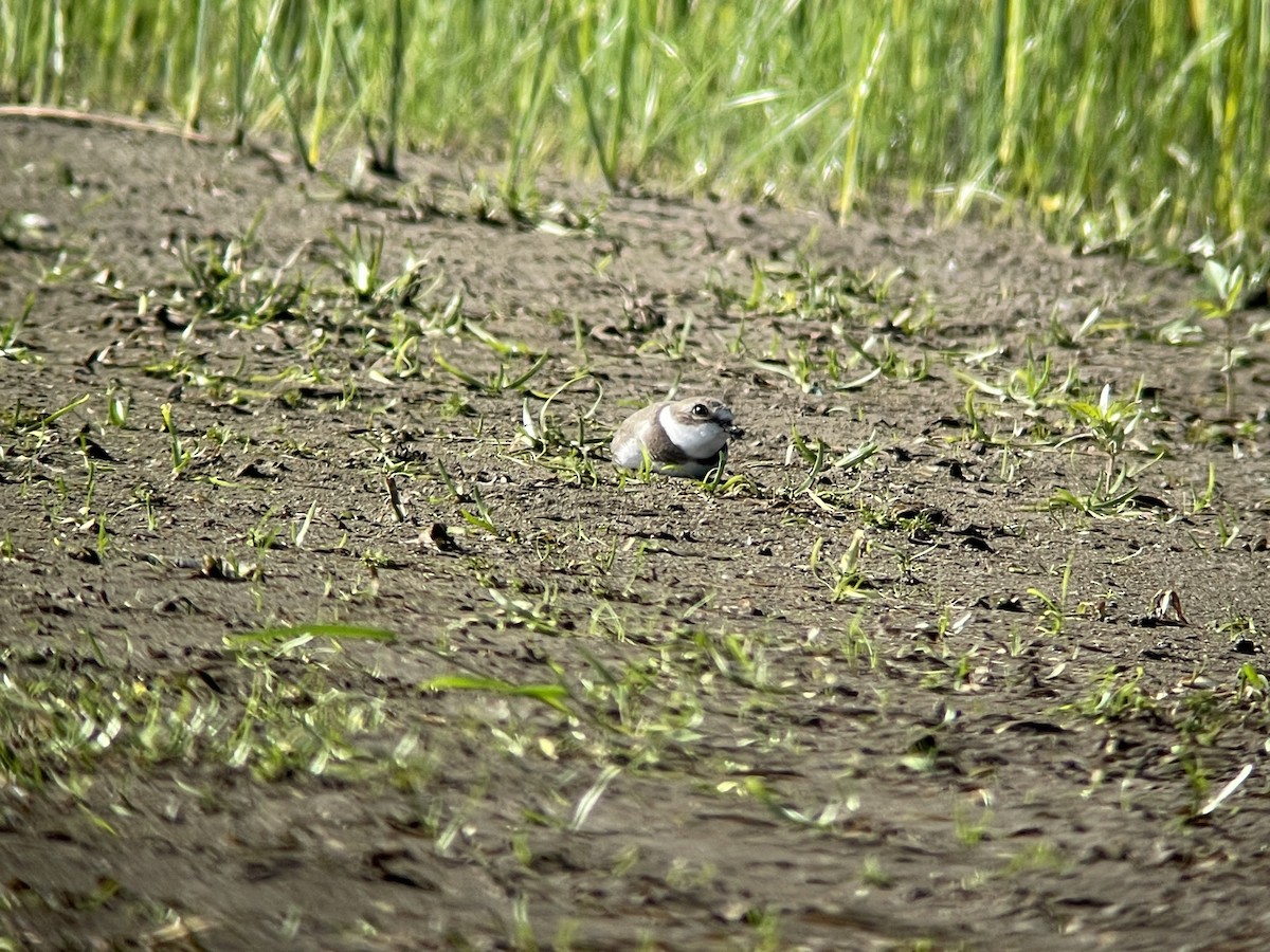 Semipalmated Plover - ML484523961