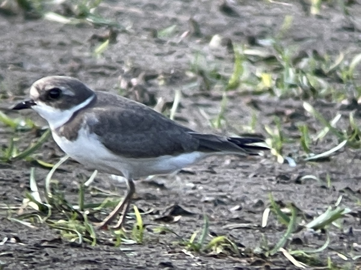 Semipalmated Plover - ML484523971
