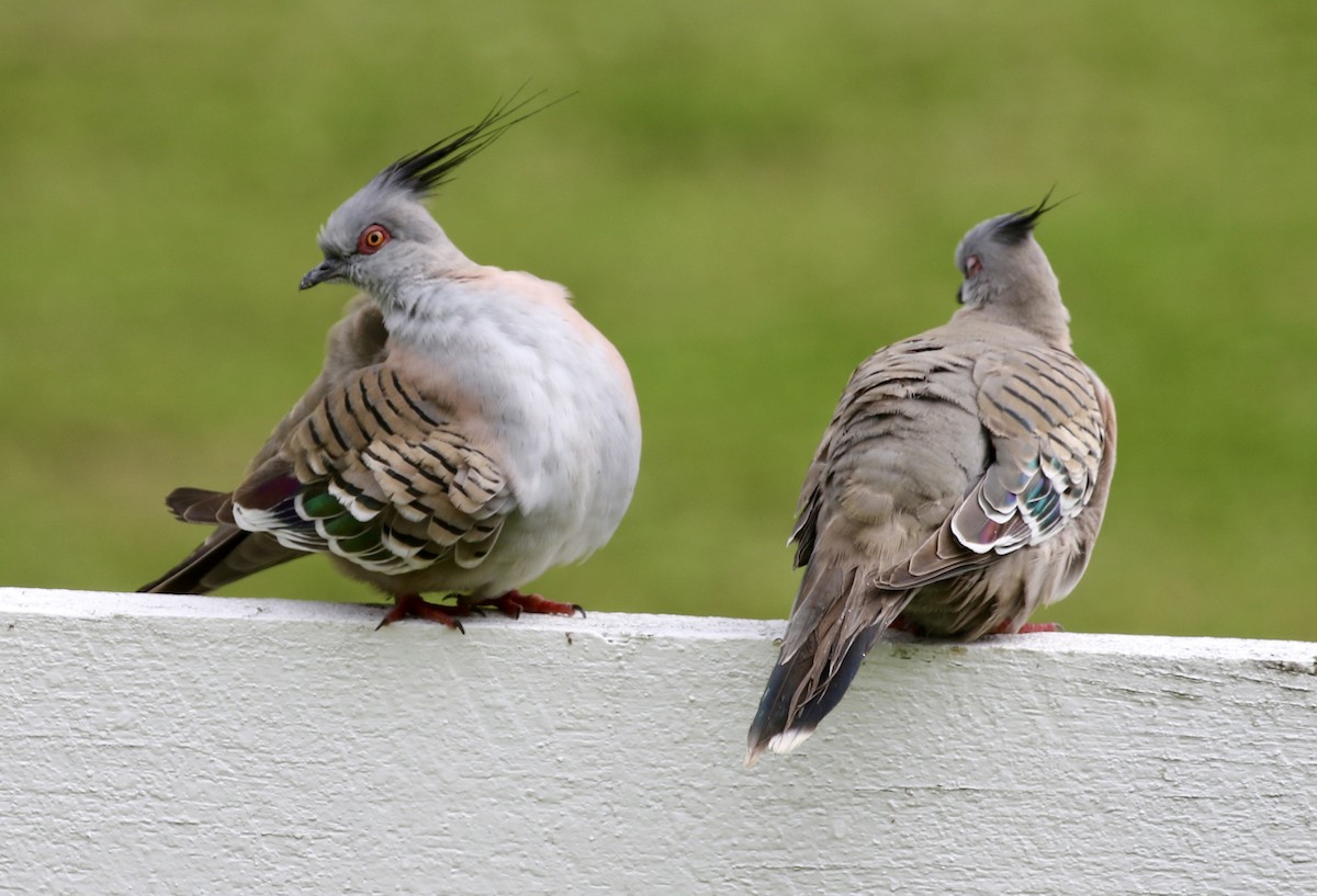 Crested Pigeon - Mike O'Malley