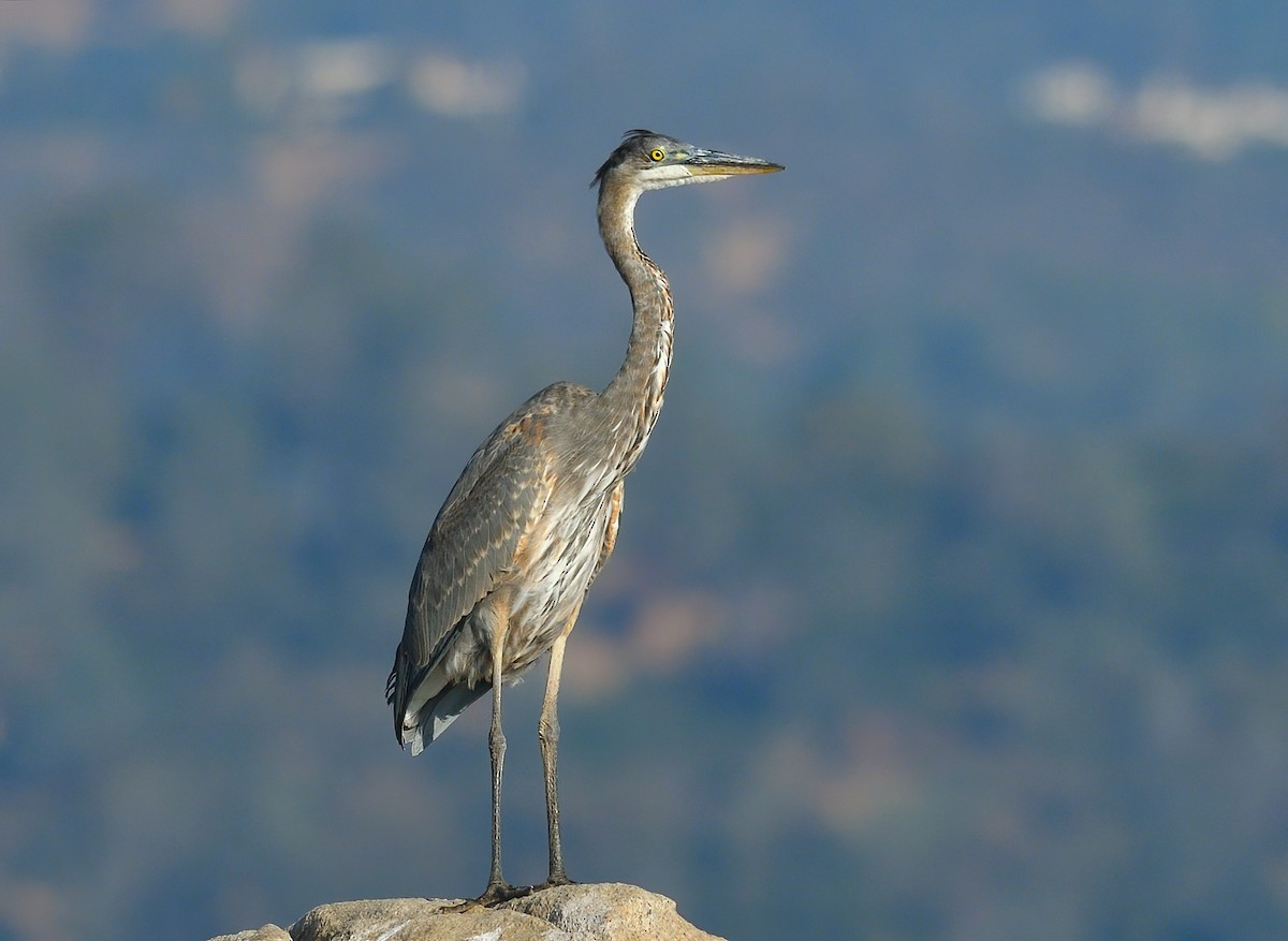 Great Blue Heron - Jerry Ting