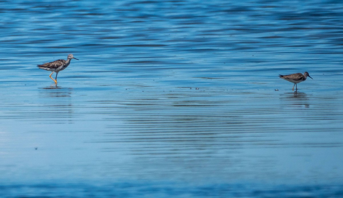 Greater Yellowlegs - Matt M.