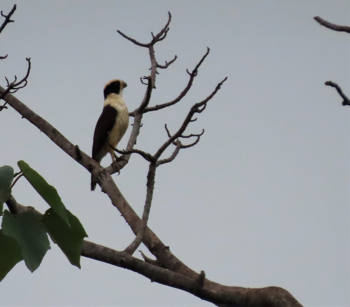 Laughing Falcon - Ann Van Denburgh