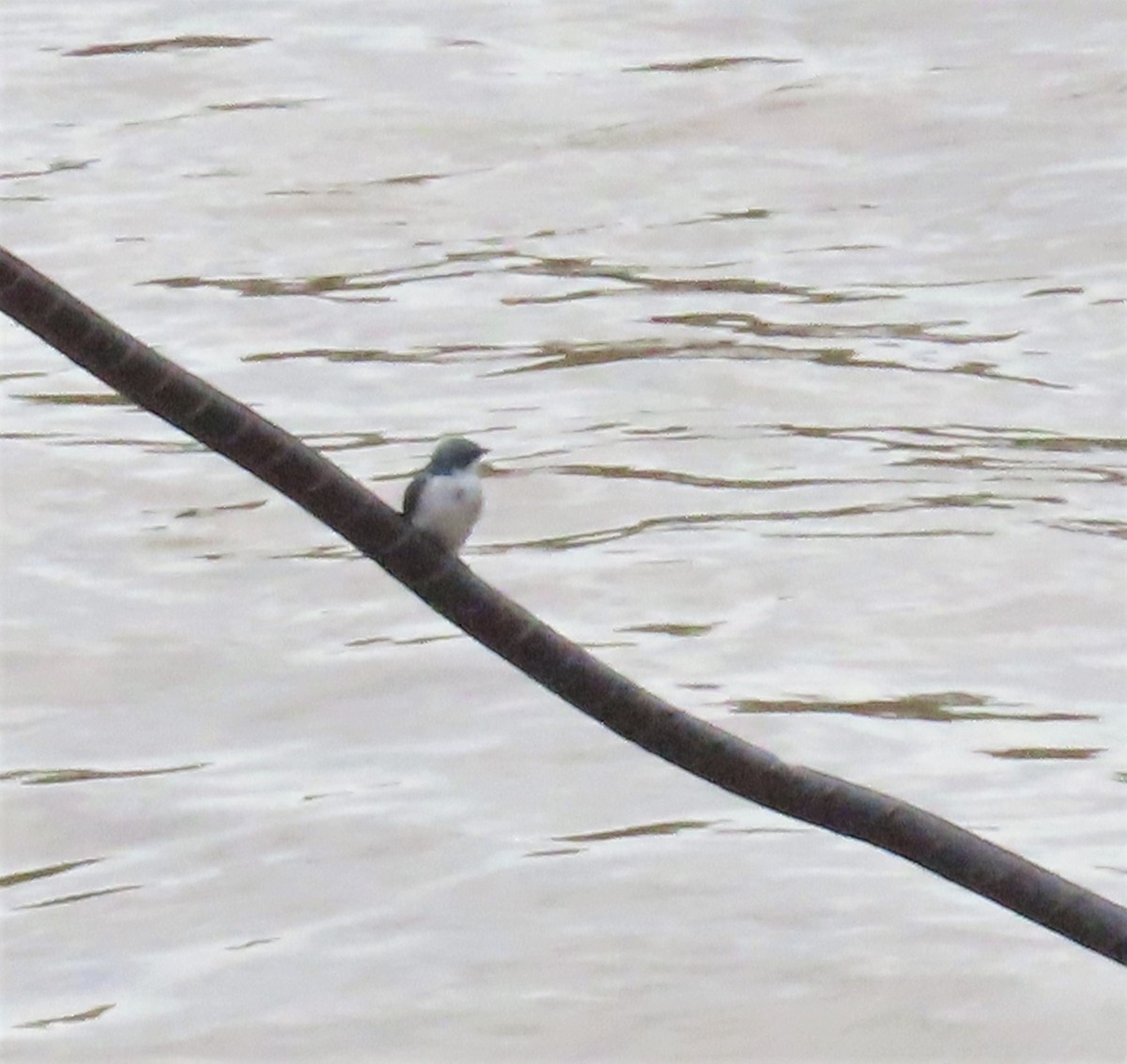 Mangrove Swallow - ML484528841