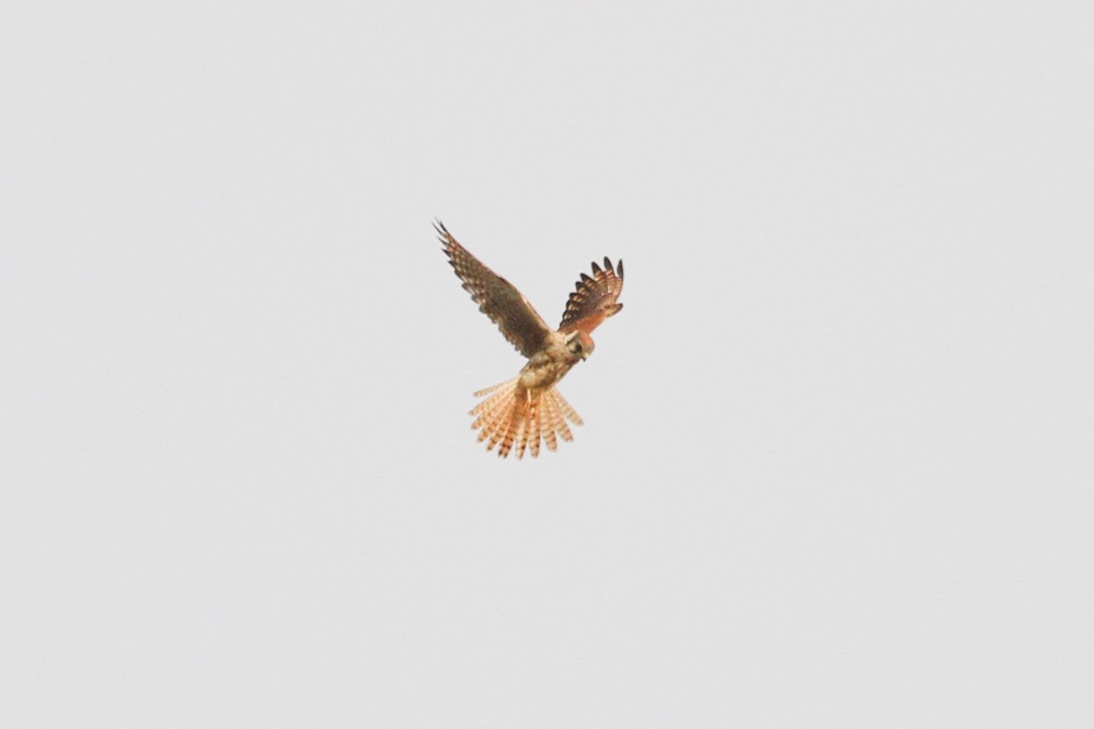 American Kestrel - ML484529041