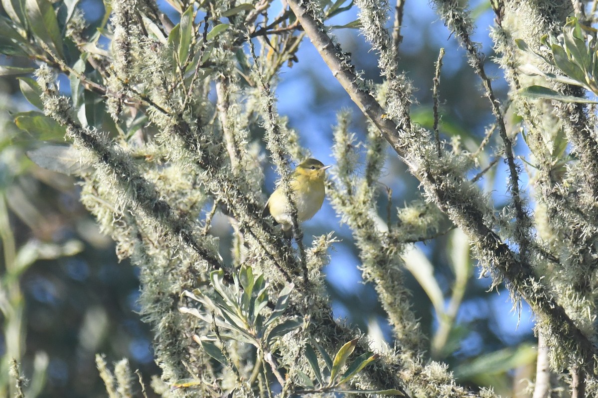 Tennessee Warbler - ML484530331