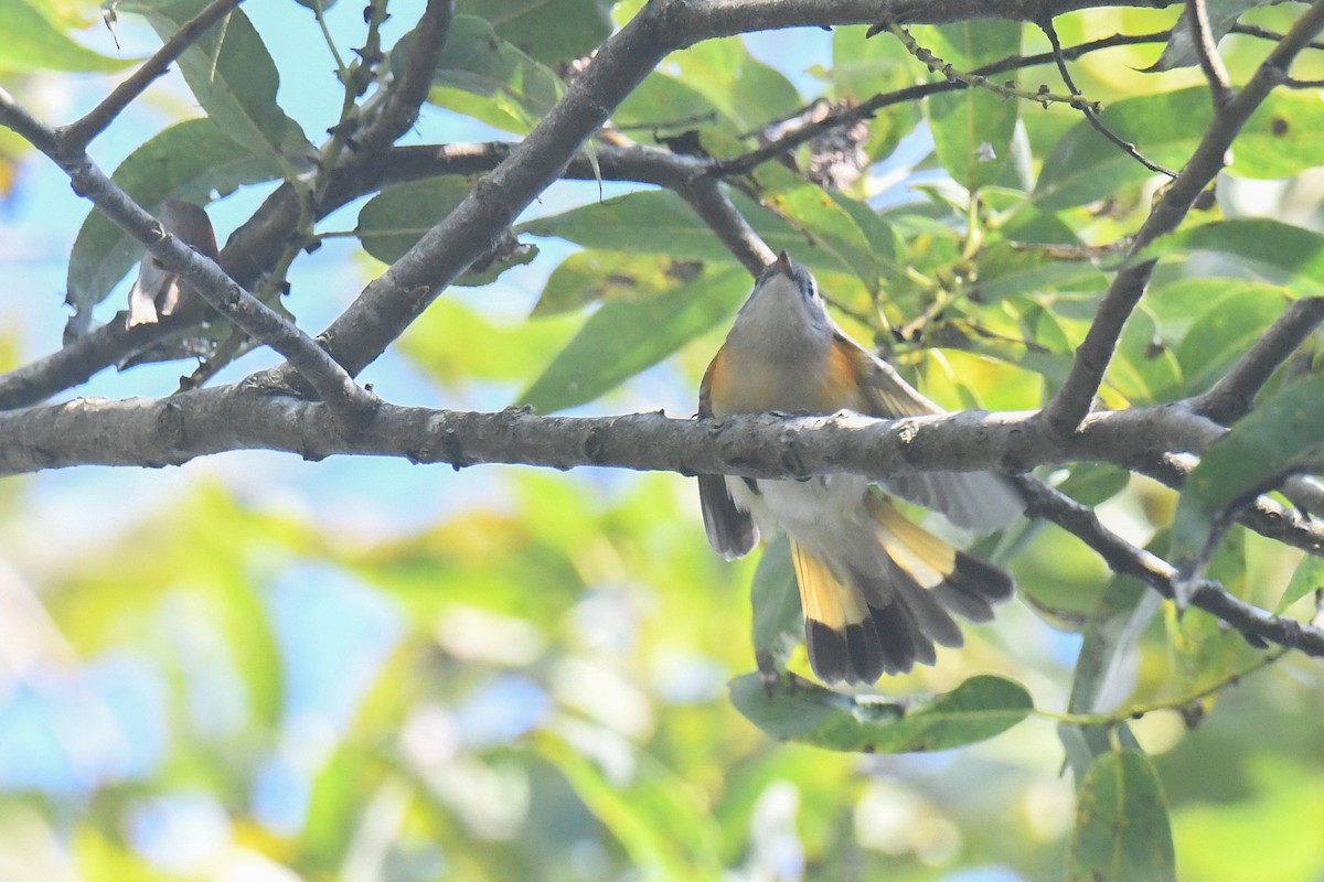 Paruline flamboyante - ML484530401