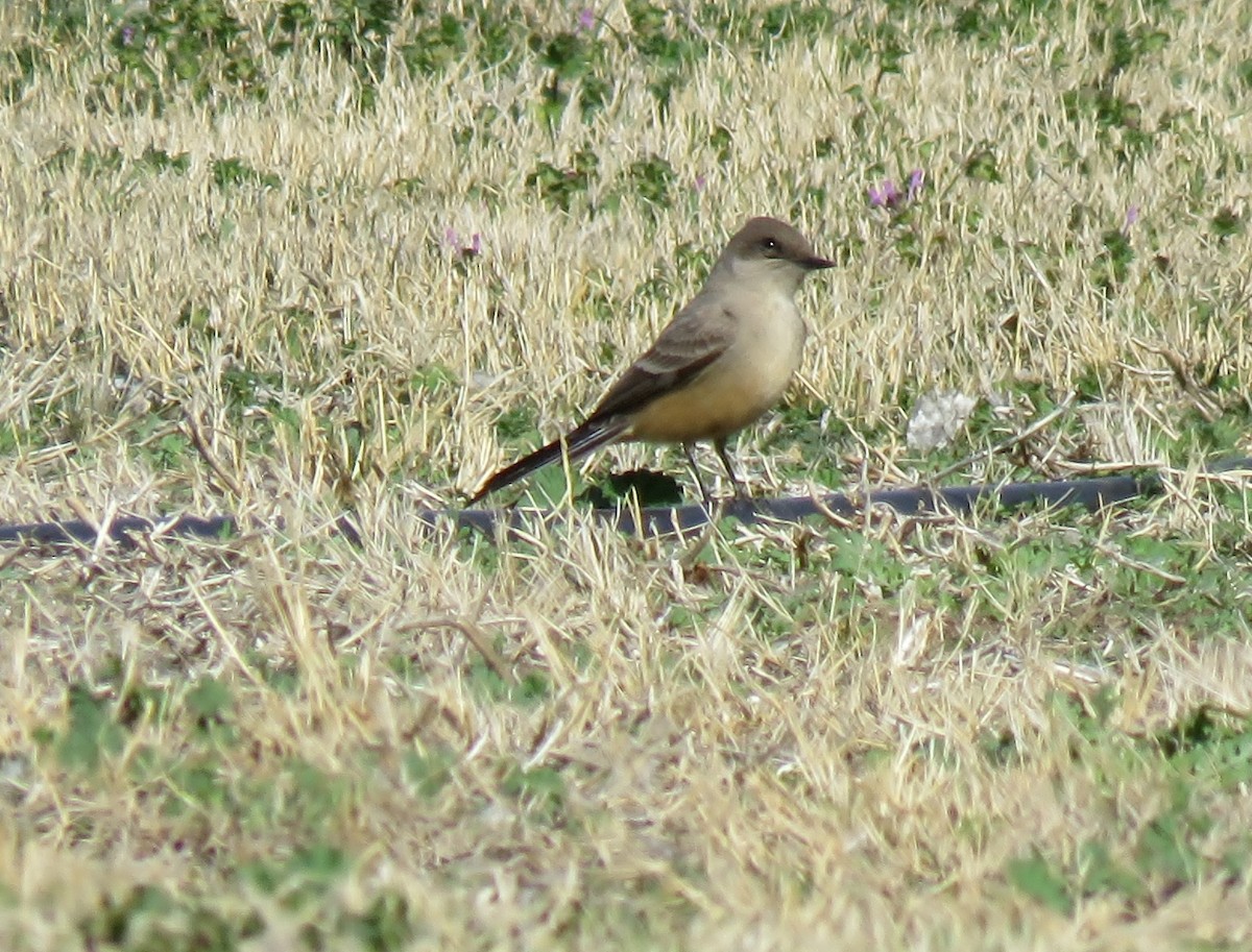 Say's Phoebe - ML48453061