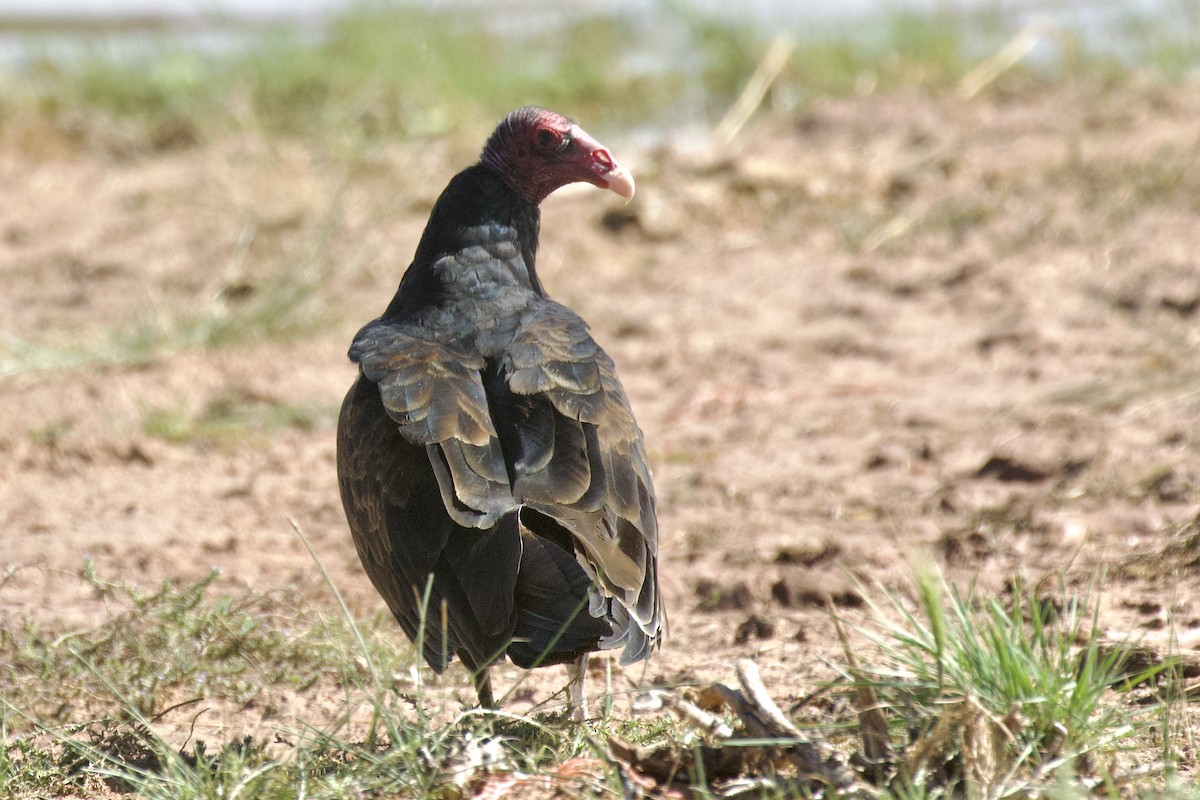 Urubu à tête rouge - ML484530871