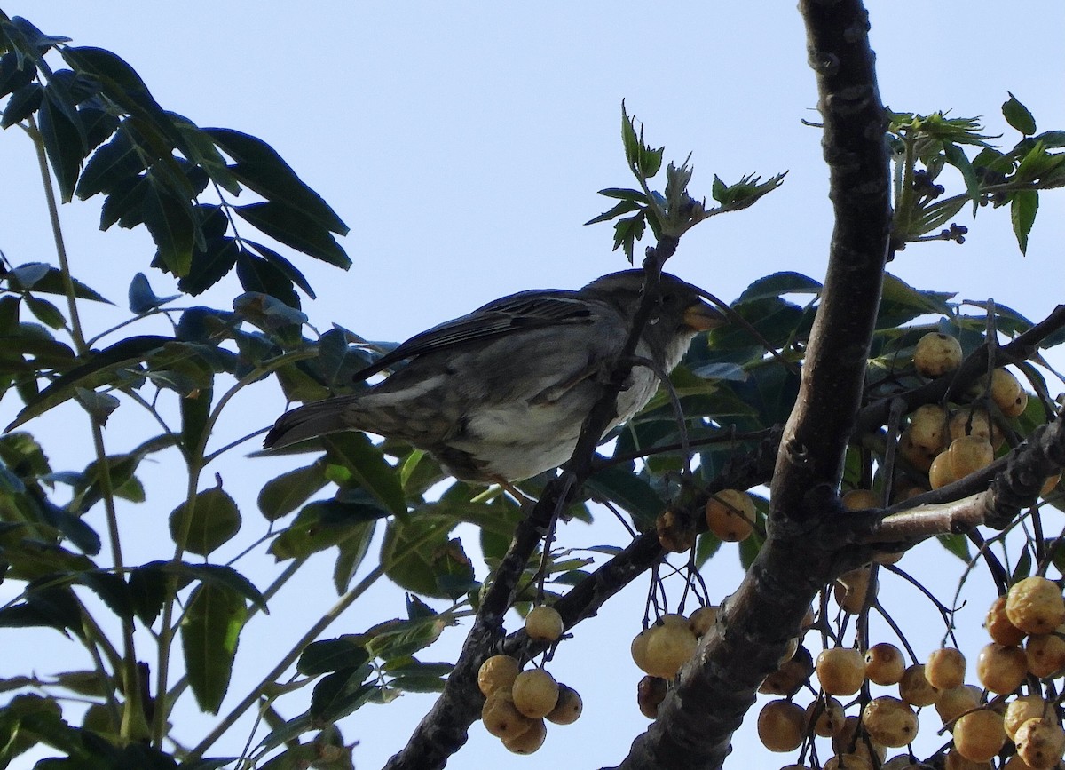 Moineau domestique - ML484531691