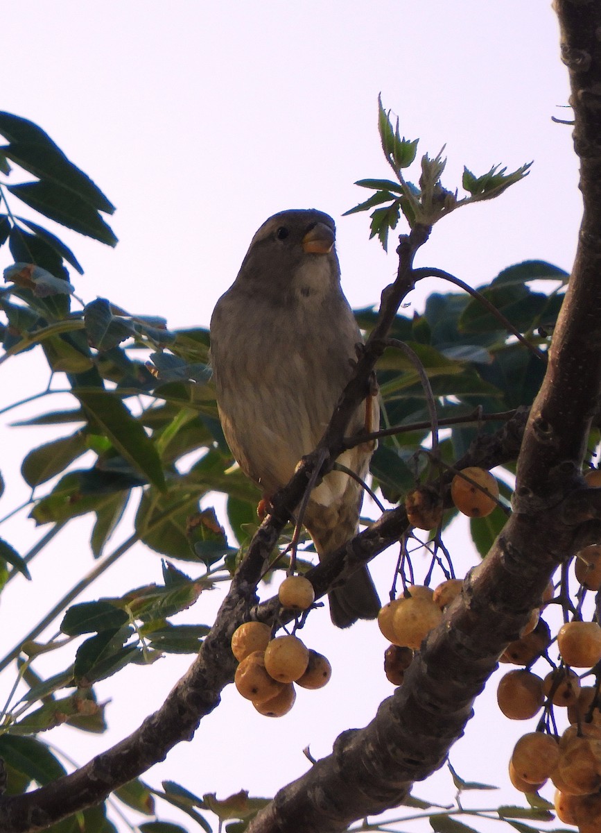 House Sparrow - ML484531701