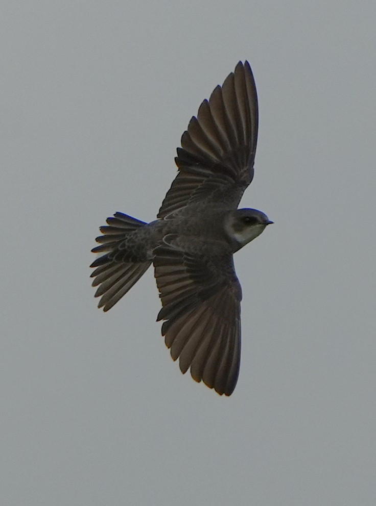 Bank Swallow - ML484532001