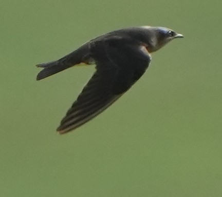 Golondrina Purpúrea - ML484532331