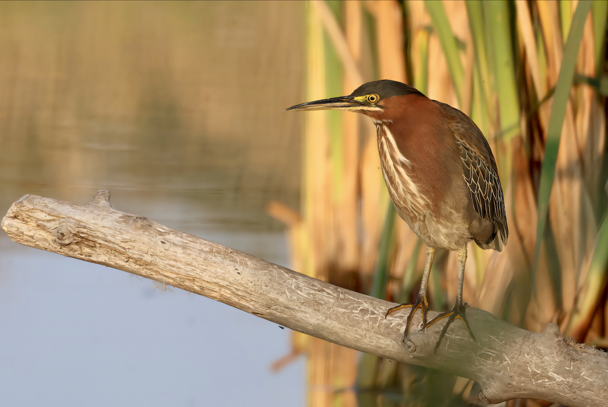 Green Heron - ML484532731