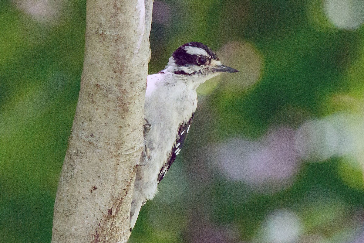 Downy Woodpecker - ML484533601