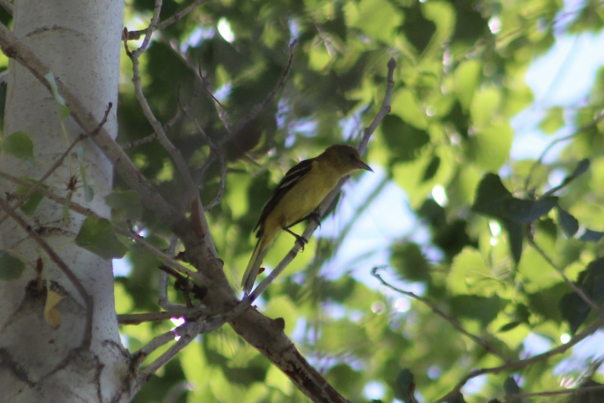 Orchard Oriole - ML484534111