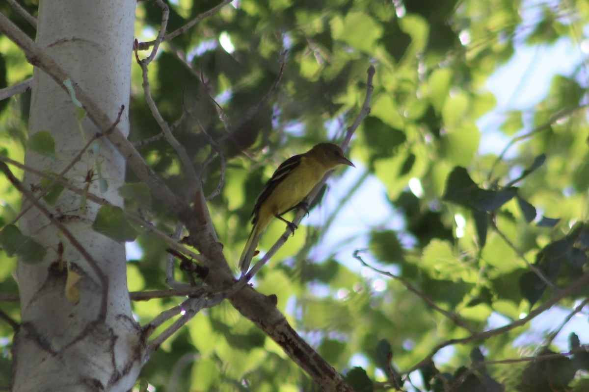 Orchard Oriole - ML484534121