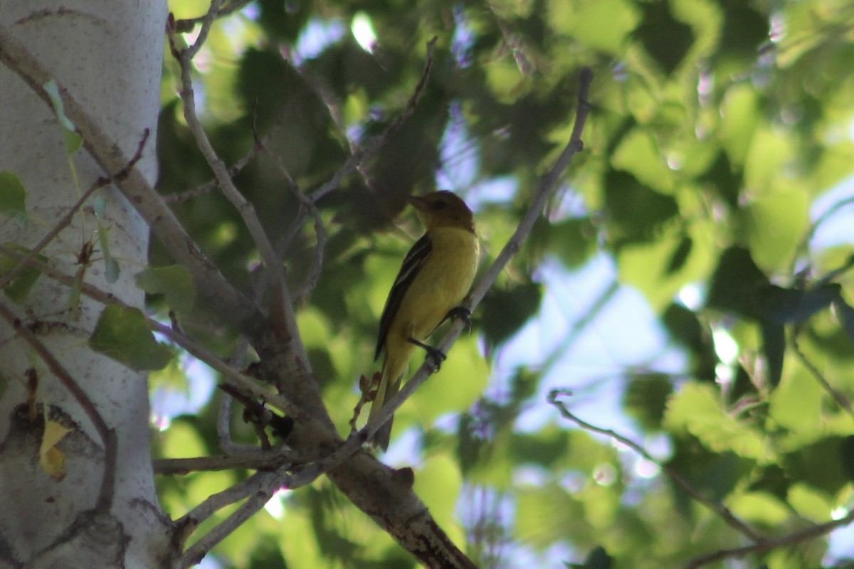 Orchard Oriole - ML484534131