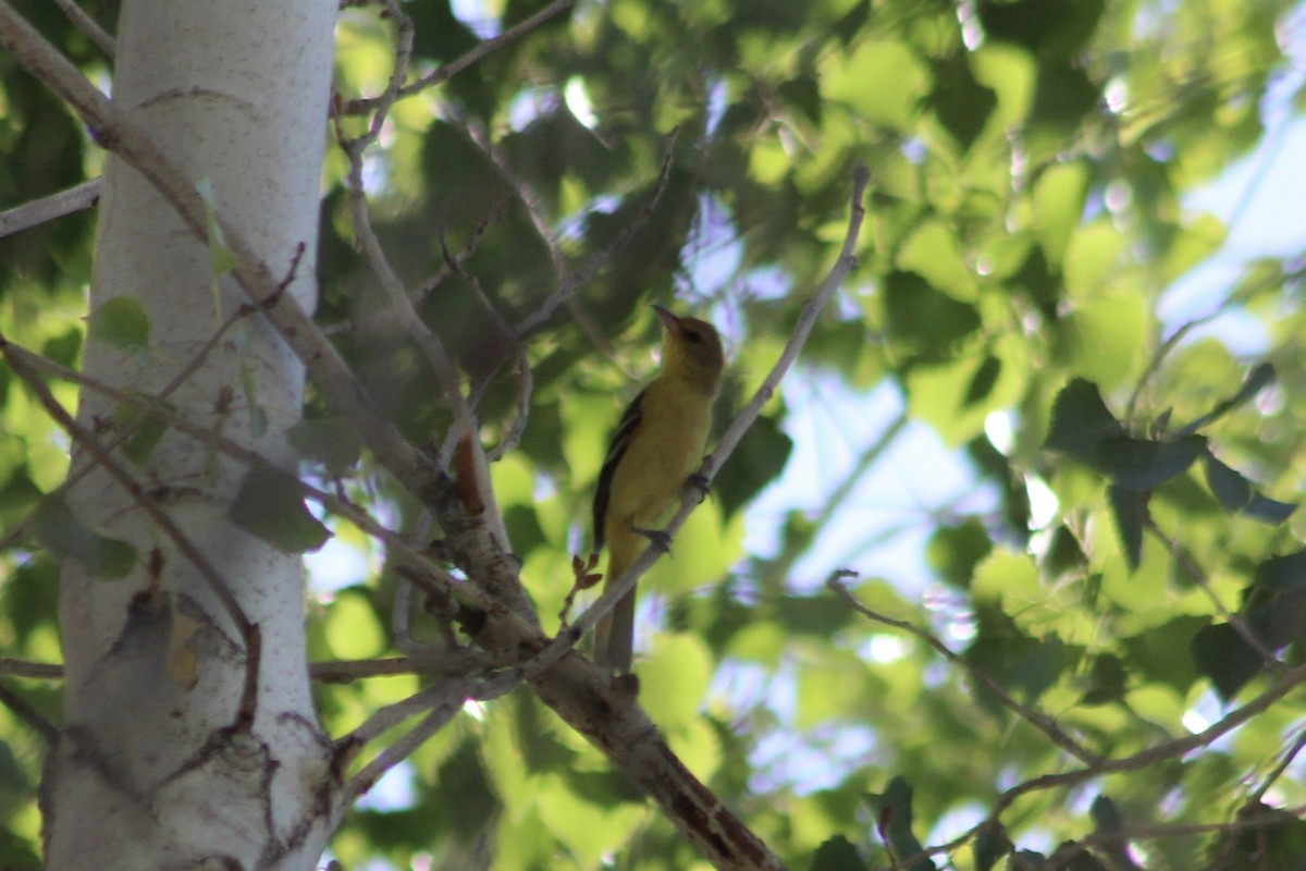 Orchard Oriole - ML484534151