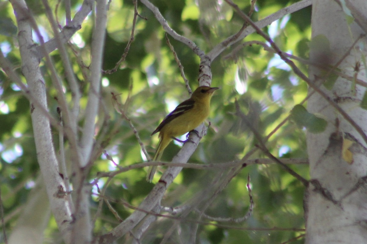 Orchard Oriole - ML484534161