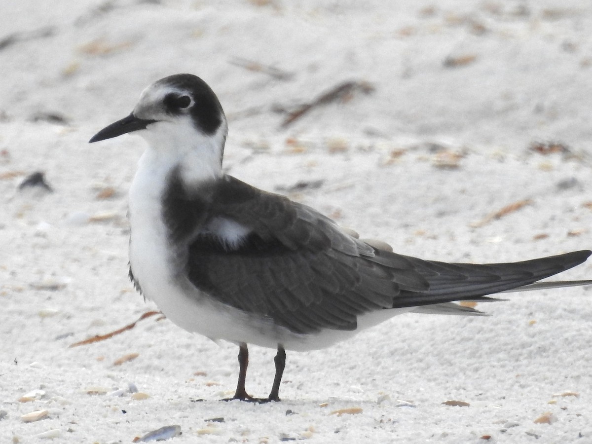 Black Tern - Aaron Stoll