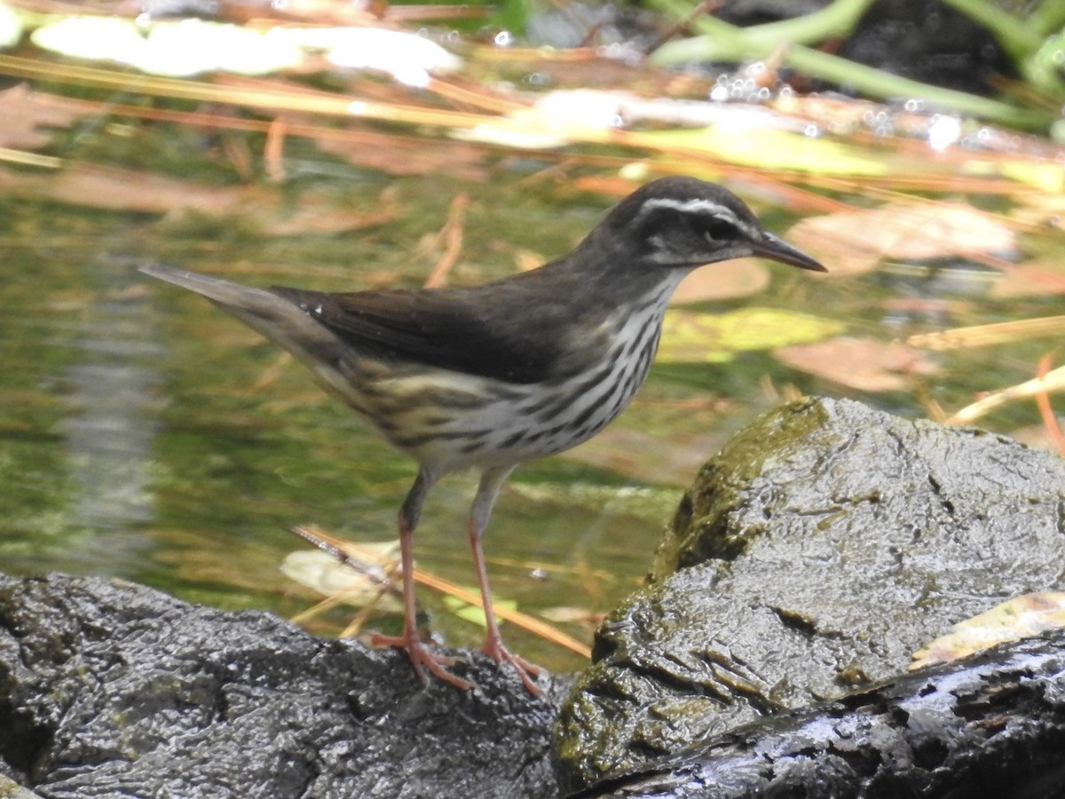 Louisiana Waterthrush - Aaron Stoll