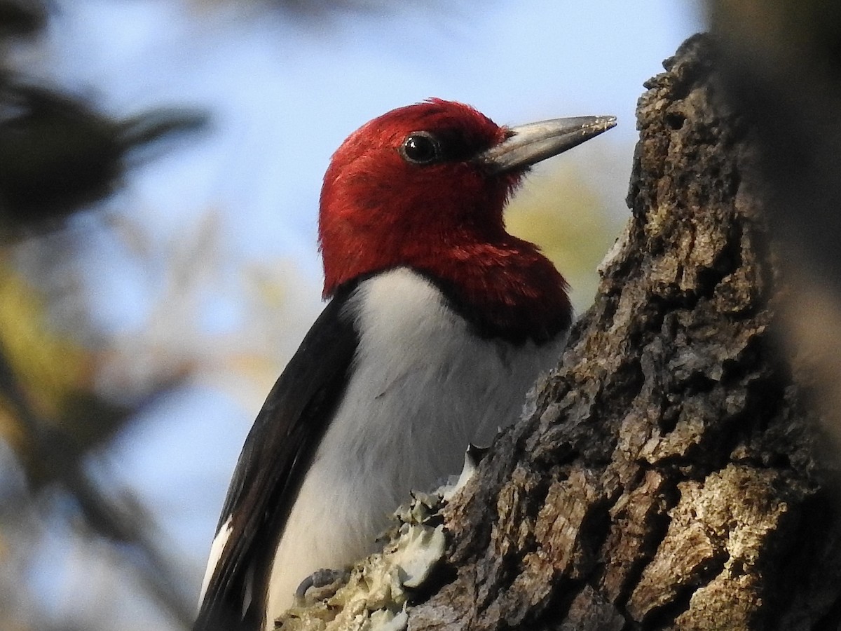 Pic à tête rouge - ML484538341