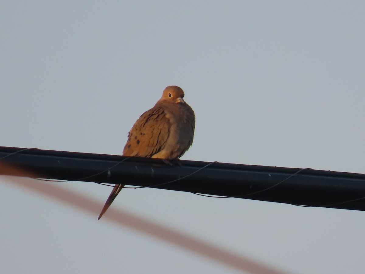 Mourning Dove - ML484539761