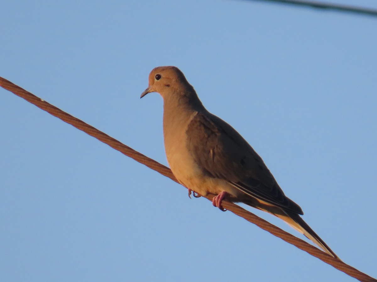 Mourning Dove - ML484539781