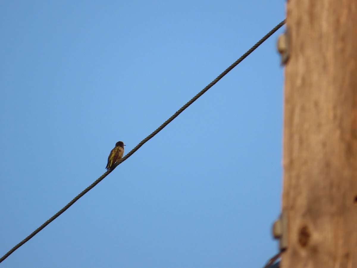 Anna's Hummingbird - ML484539841