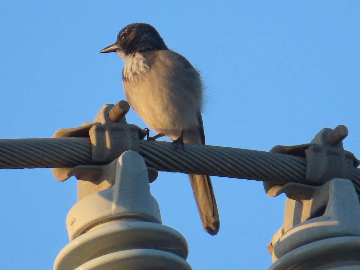 California Scrub-Jay - ML484539891