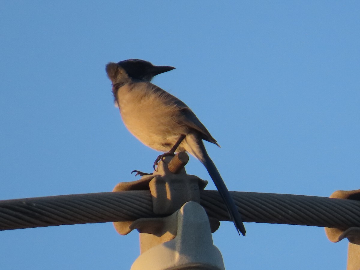 California Scrub-Jay - ML484539911