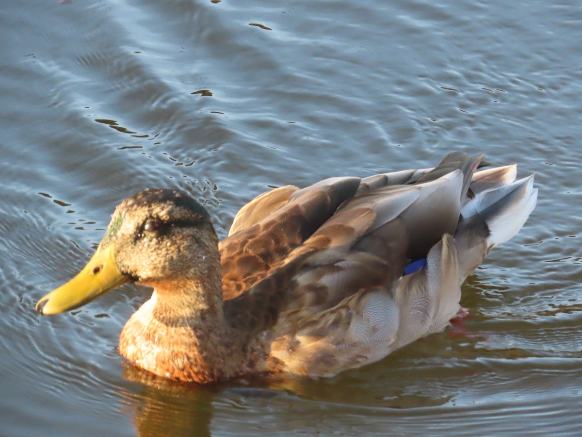 duck sp. - ML484539951