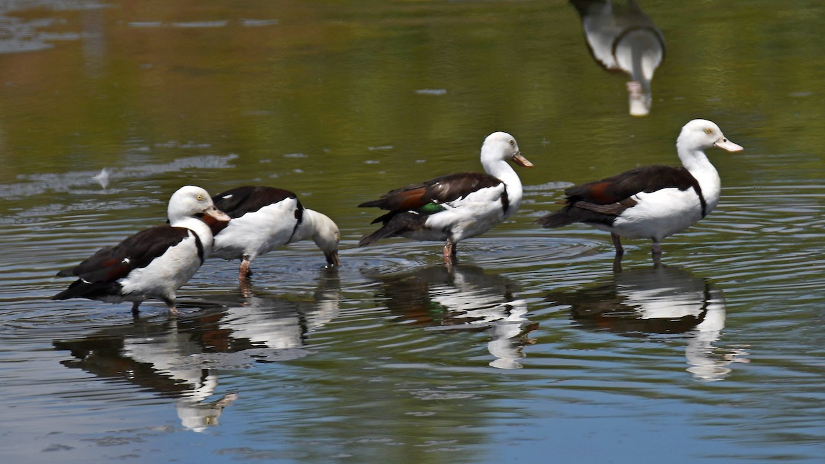 Radjah Shelduck - ML484540761