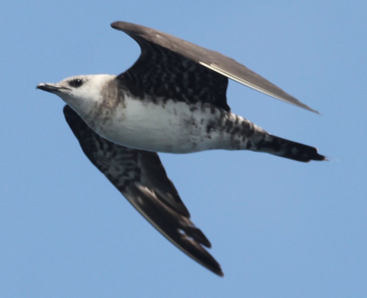 Long-tailed Jaeger - ML484540831
