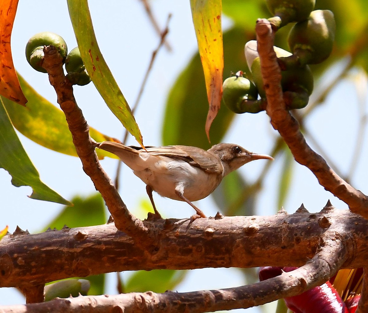 Brown-backed Honeyeater - ML484540841