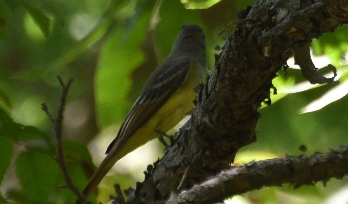 Great Crested Flycatcher - chad windom
