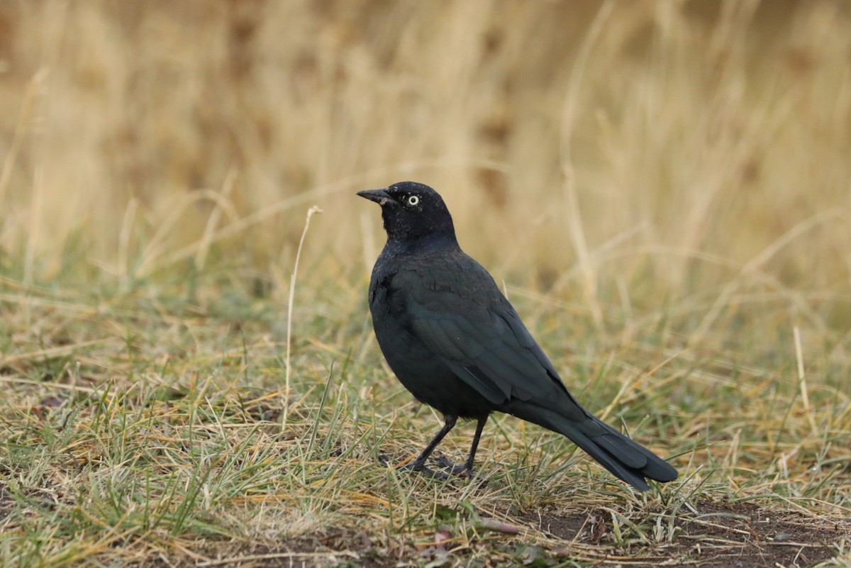 Brewer's Blackbird - ML484541501