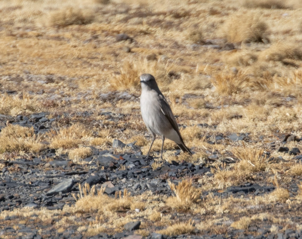 White-fronted Ground-Tyrant - ML484541901