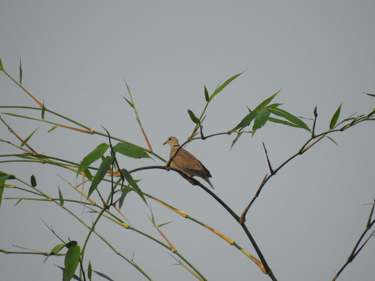 Red Collared-Dove - Bayani Thaddeus Barcenas