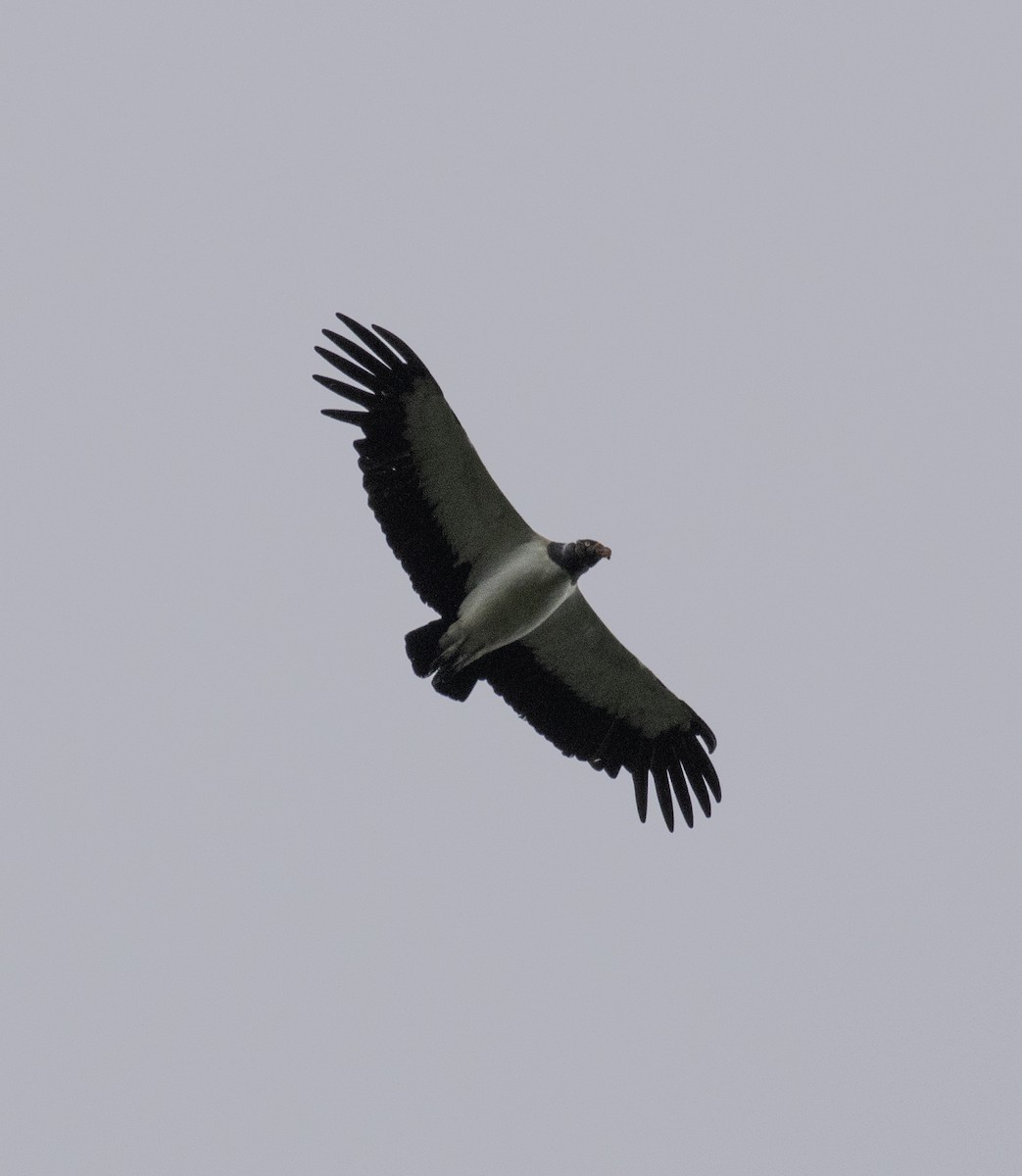 King Vulture - ML484546541