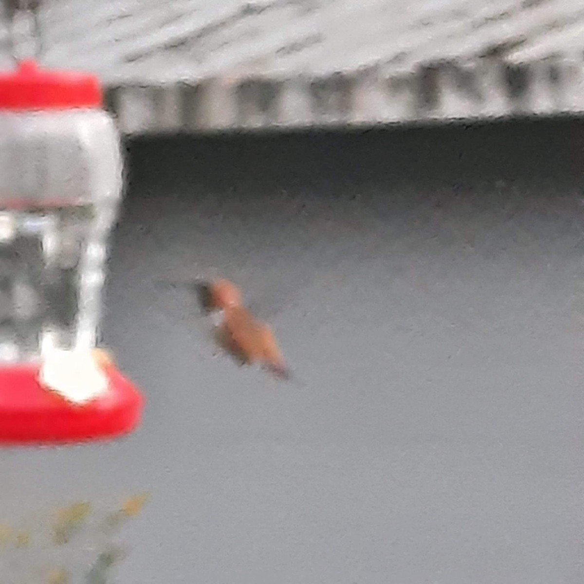 Rufous Hummingbird - Nova Scotia Bird Records