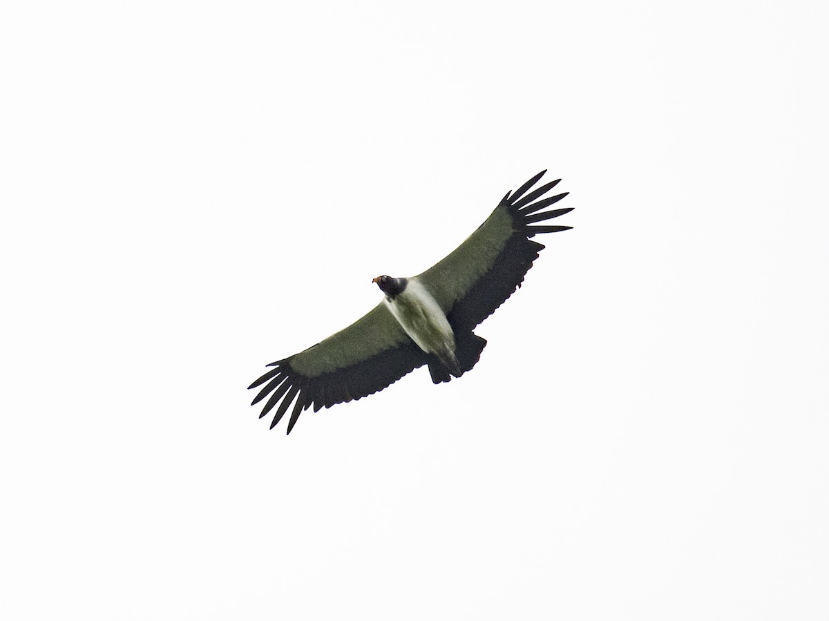 King Vulture - ML484546581