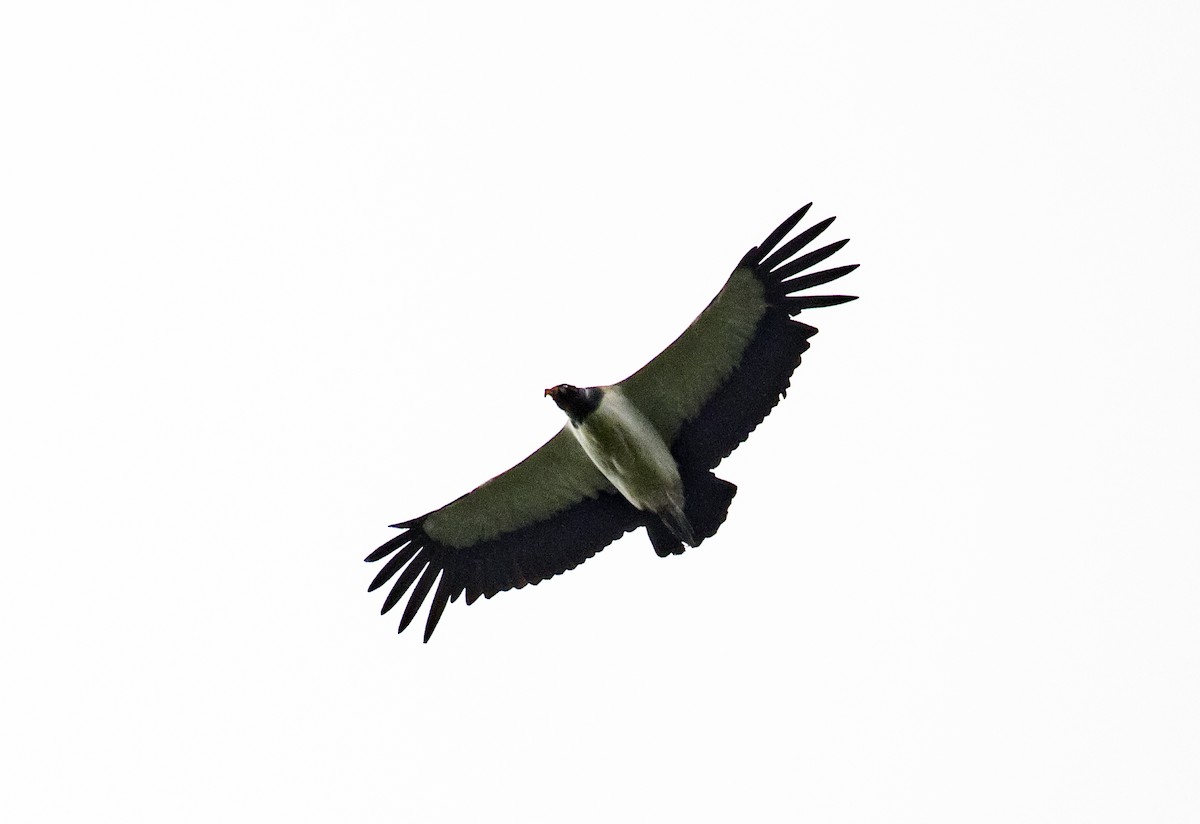 King Vulture - ML484546591