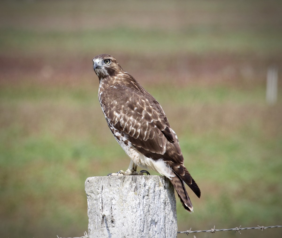 Red-tailed Hawk - ML484547211