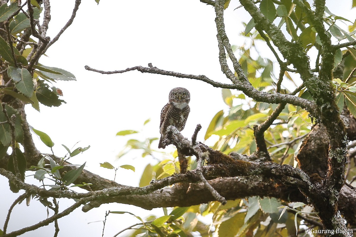 Collared Owlet - Gaurang Bagda