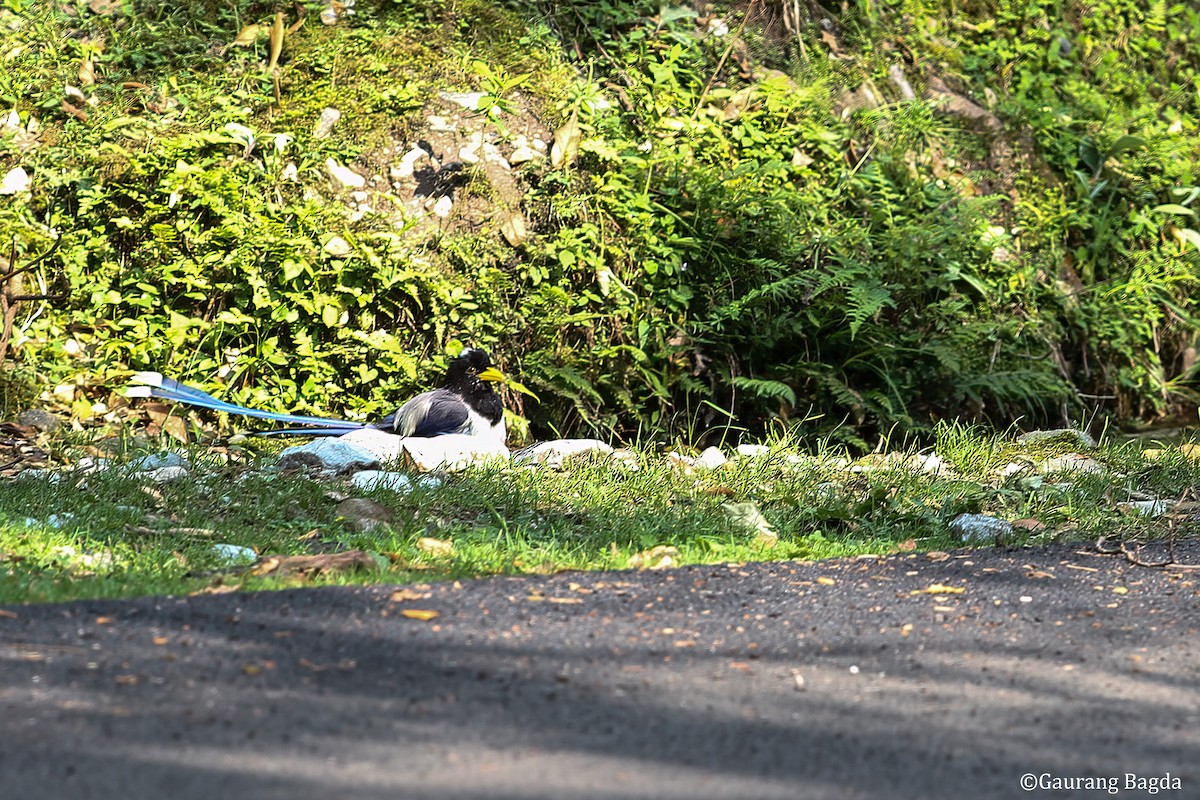 Yellow-billed Blue-Magpie - ML484548001