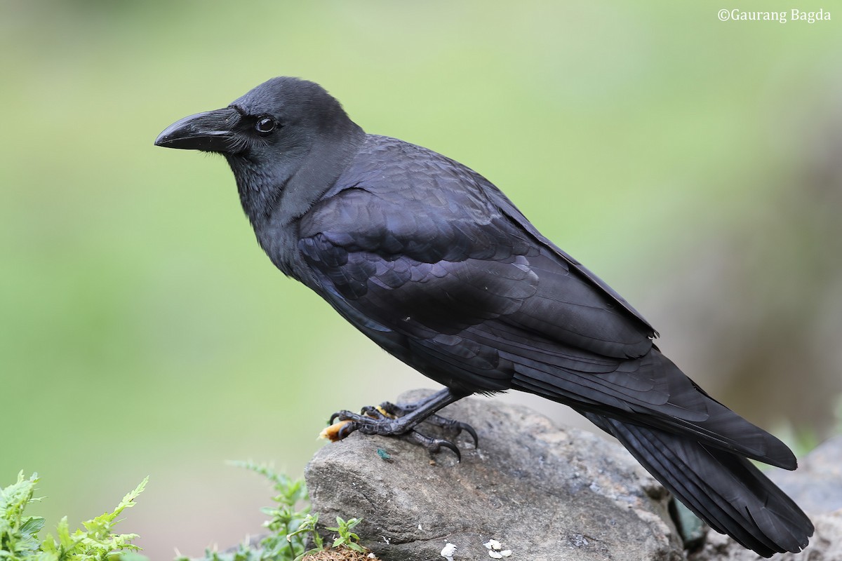 Large-billed Crow (Large-billed) - ML484548011