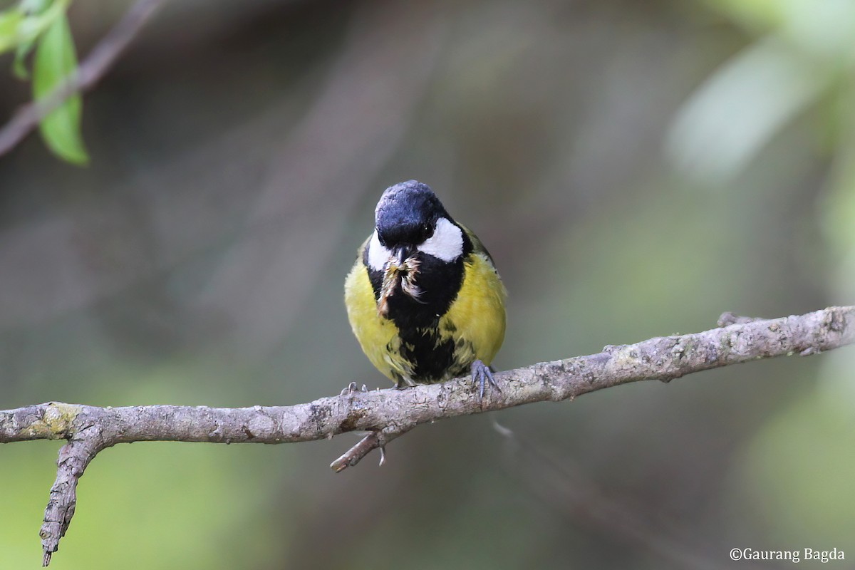 Green-backed Tit - ML484548031