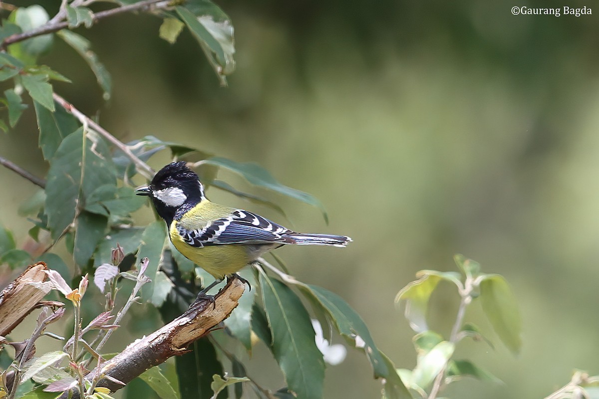 Green-backed Tit - ML484548041