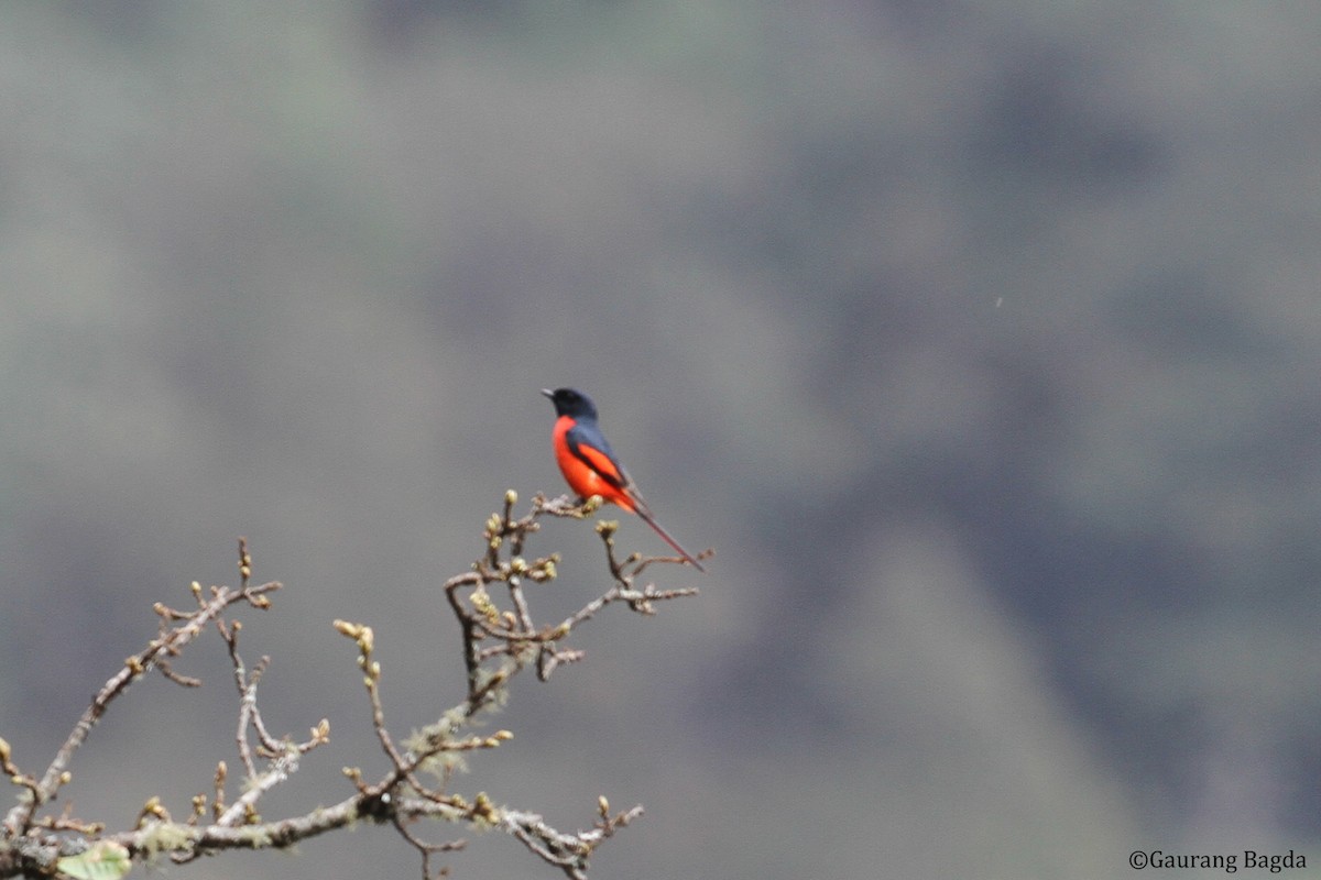 Long-tailed Minivet - Gaurang Bagda